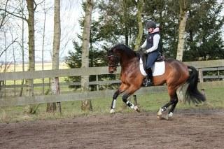 galopperend paard