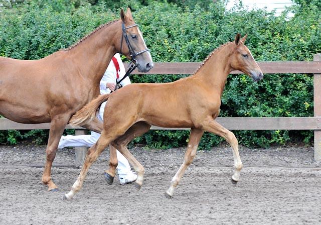 galopperende paarden
